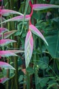 Pink Heliconia flowers in the rain forest of Khao Sok sanctuary, Thailand