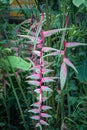 Pink Heliconia flowers in the rain forest of Khao Sok sanctuary,Thailand