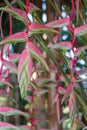 Pink heliconia