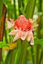 Pink Heliconia