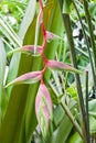 Pink Heliconia Rostrata