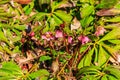 Pink hellebore flower on flowerbed in garden