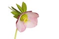 Pink hellebore flower