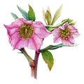 Pink hellebore flower in the full bloom with green leaves watercolor illustration. Beautiful spring and winter blooming helleborus Royalty Free Stock Photo