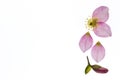 Pink hellebore flower isolated on white background with copy space on left