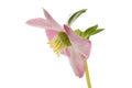 Pink hellebore flower