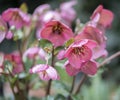 Pink Hellebore flowers in the rain Royalty Free Stock Photo