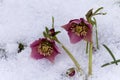 Pink Hellebore (Helleborus niger) or Christmas Rose flowers in their natural habitat Royalty Free Stock Photo
