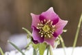 Pink Hellebore (Helleborus niger) or Christmas Rose flowers in their natural habitat Royalty Free Stock Photo