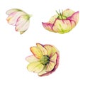 Pink hellebore, lenten rose winter flower, leaves, stem. Hand drawn watercolor botanical illustration. Single object