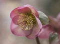 Pink hellebore in spring time