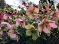 Pink Hellebores or lenten rose in flower, Close up, winter time UK