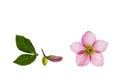 Pink hellebores on white background with copy space above