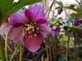 Pink Helleborus Orientalis Flower Through Leaves