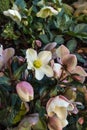 pink helleborus orientalis flowers and buds in bloom