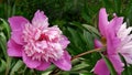 The pink herbaceous peonies - Gay Paree variety close-up.