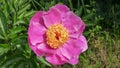 The pink herbaceous peony hybrid cultivar Doreen close-up