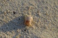 Pink hermit crab on the beach