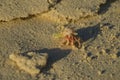 Pink hermit crab behind the coral