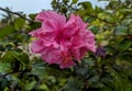 Pink Hibicus hybrid, Chinese Rose with blurred green leaves on tree. Pink flower in Bangladesh. Selectively focused