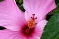 Pink Hibiscus Royalty Free Stock Photo