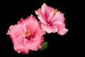 Pink Hibiscus Royalty Free Stock Photo