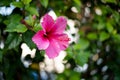 Pink Hibiscus