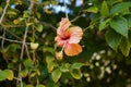 Pink hibiscus beautiful flower in bloom Royalty Free Stock Photo