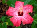 Pink Hibiscus in Bloom