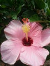 The pink hibiscus blossoms that bloom on the edge of the leaves with their towering yellow pistils are exquisite