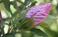 Pink hibiscus bud in late summer Royalty Free Stock Photo