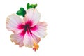 Pink hibiscus bueatiful flower isolated on white background