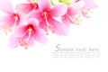 Pink Hibiscus or Chinese rose flower isolated on a white backgr Royalty Free Stock Photo