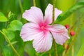 Pink hibiscus close-up