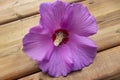 Pink hibiscus on the deck with pollen falling out