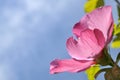 Pink Hibiscus flower