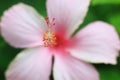 Pink Hibiscus Flower