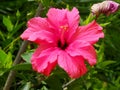 Pink Hibiscus Flower