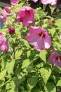 Pink hibiscus flower, also called Chinese rose, Chinese hibiscus, Hawaiian hibiscus. Floral Background. Selective focus Royalty Free Stock Photo