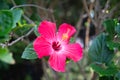 Pink Hibiscus Flower around Green Leaves and Bush Royalty Free Stock Photo