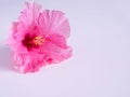 Pink hibiscus flower on a pink background with Place for text Copy space Royalty Free Stock Photo