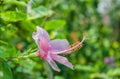 Pink hibiscus