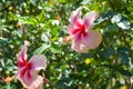 Pink hibiscus flower with beautiful petals and pollen blooming in the garden of Bangkok, Thailand Royalty Free Stock Photo