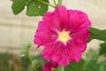 Pink hibiscus flower, hibiscus flower and bees close-up