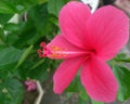 Pink hibiscus flower blooming in branch of green leaves plant growing in garden, nature photography, closeup of pollens Royalty Free Stock Photo