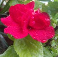 Rain drops in petals of flower blooming in branch of green leaves plant growing in garden, nature photography Royalty Free Stock Photo