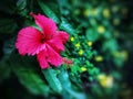 Pink hibiscus flower is blooming on bush in the garden Royalty Free Stock Photo