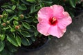 Pink hibiscus flower blooming with green leaves on plastic pot for sale in Thailand garden. Royalty Free Stock Photo