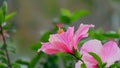 Pink Hibiscus Flower with Bokeh Background Royalty Free Stock Photo