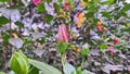 A pink hibiscus flower bud blooms in the middle of the garden. Royalty Free Stock Photo